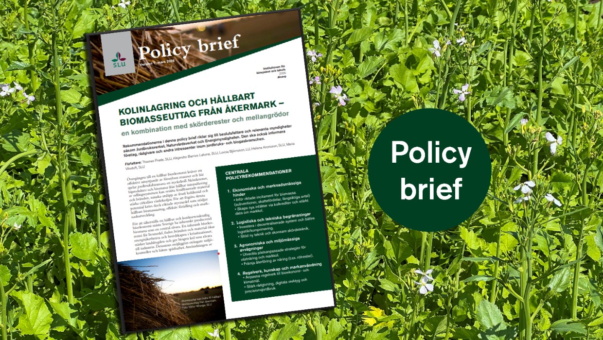 Collage: förstasida policy brief och oljerättika