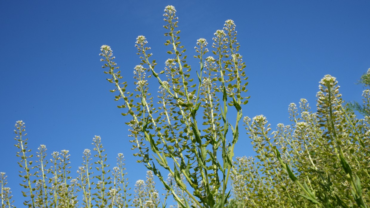 En vit blomma