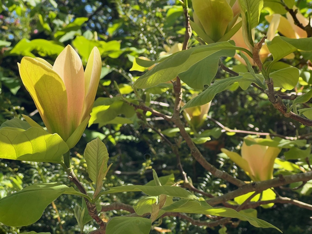 Aprikosfärgad magnoliablomma