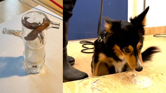 Maskar i glasbehållare och sökhund som nosar på prov