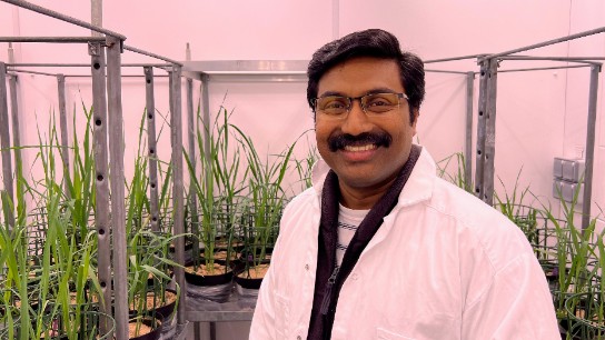 Porträtt Sajeevan i Biotronens klimatkammare framför havre