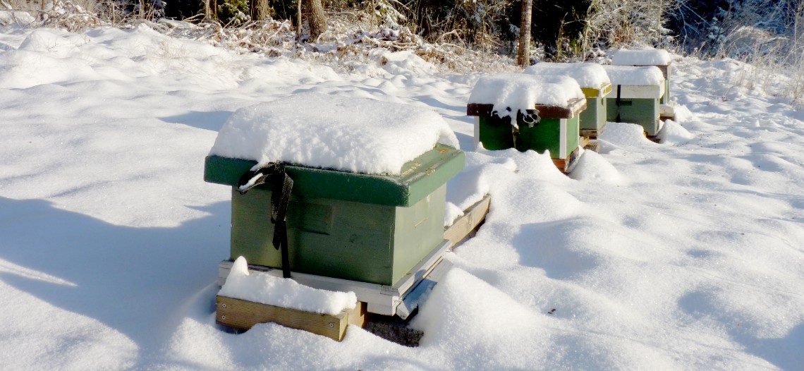 bikupor i snö