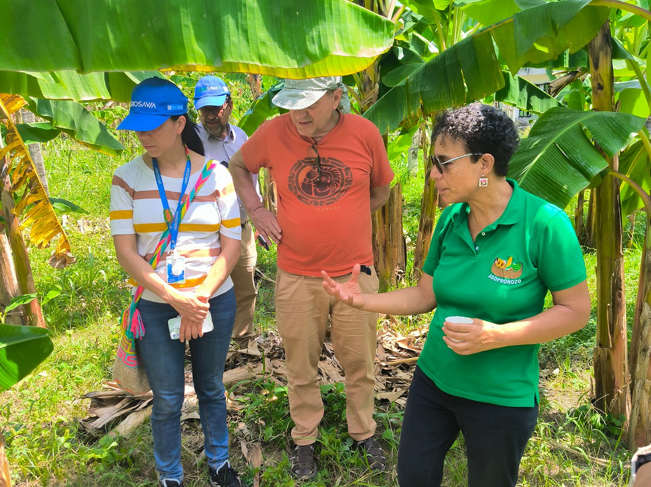 Participatory action research group visiting the Villa Andrea cocoa plantation in Palmira Sur, Colombia. Photo: Isabelle Vagneron