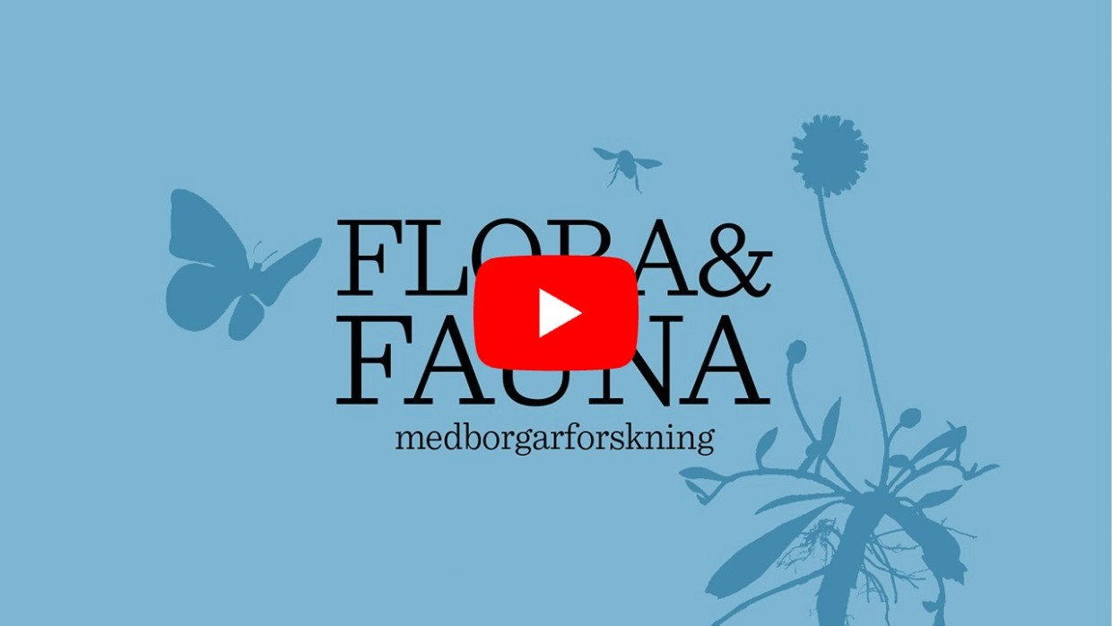 Initiativtagaren Lotta Fabricius Kristiansen berättar om bakgrunden till projektet Flora & Fauna medborgarforskning. 